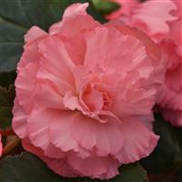 Marquee™ Ruffled Pink Tuberous Begonia Bloom