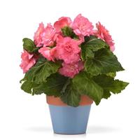 Marquee™ Ruffled Pink Tuberous Begonia Container