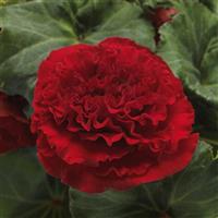 Marquee™ Ruffled Red Tuberous Begonia Bloom