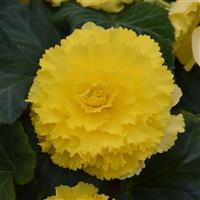 Marquee™ Ruffled Yellow Tuberous Begonia Bloom