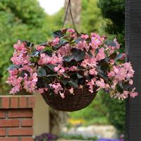 Megawatt™ Pink Bronze Leaf Begonia Basket