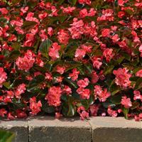 Megawatt™ Rose Bronze Leaf Begonia Commercial Landscape 2