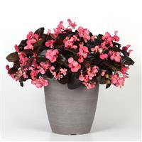 Megawatt™ Rose Bronze Leaf Begonia Container