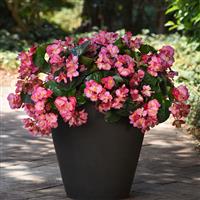 Megawatt™ Pink Green Leaf Begonia Container