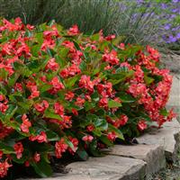 Megawatt™ Red Green Leaf Begonia Landscape