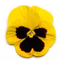 Spring Matrix™ Yellow Blotch Pansy Bloom