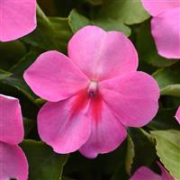 Beacon® Pink Impatiens Bloom