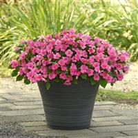 Beacon® Pink Impatiens Container
