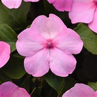 Beacon® Light Pink Impatiens Bloom