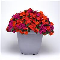 Beacon® Sanibel Mixture Improved Impatiens Container