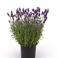 Lavandula Ellagance Purple Container