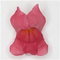 Potomac™ Cherry Rose Snapdragon FloretShot, White Background