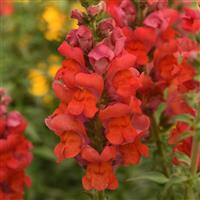 Potomac™ Bright Orange Snapdragon Bloom