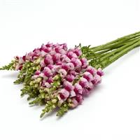 Potomac™ Plumblossom Snapdragon Grower Bunch