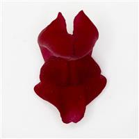 Potomac™ Red Snapdragon FloretShot, White Background