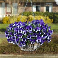 Top Wave™ Purple White Spreading Pansy Basket