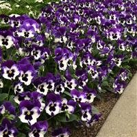 Top Wave™ Purple White Spreading Pansy Landscape