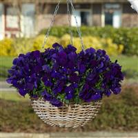 Top Wave™ Violet Spreading Pansy Basket