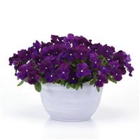 Top Wave™ Violet Spreading Pansy Container