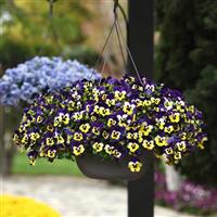 Top Wave™ Purple Sunburst Spreading Pansy Basket