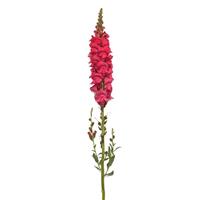 Early Potomac™ Rose Improved Snapdragon Single Stem, White Background