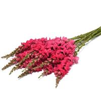 Early Potomac™ Rose Improved Snapdragon Grower Bunch
