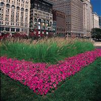 Easy Wave® Pink Spreading Petunia Commercial Landscape 1