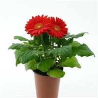 ColorBloom™ Orange with Light Eye Gerbera Container