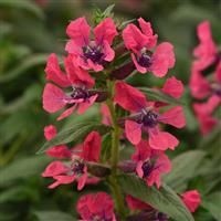 Sweet Talk™ Deep Pink Cuphea Bloom