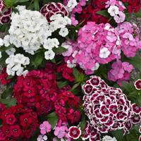 Dart™ Select Mixture Dianthus Bloom