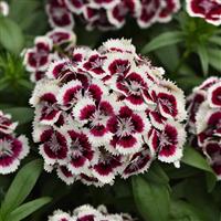 Dart™ Red White Picotee Dianthus Bloom