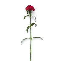 Sweet™ Cherry Dianthus Single Stem, White Background
