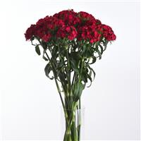 Sweet™ Cherry Dianthus Mono Vase, White Background