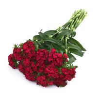 Sweet™ Cherry Dianthus Grower Bunch