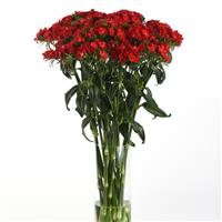 Sweet™ Scarlet Dianthus Mono Vase, White Background