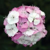 Sweet™ Pink Magic Dianthus Bloom