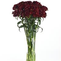 Sweet™ Black Cherry Dianthus Mono Vase, White Background
