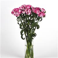 Sweet™ Rose Magic Dianthus Mono Vase, White Background