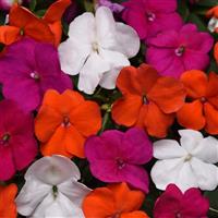 Beacon® Lindau Mixture Improved Impatiens Bloom