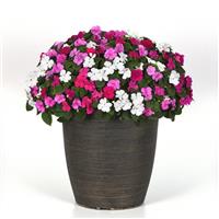 Beacon® Chicago Mixture Improved Impatiens Container