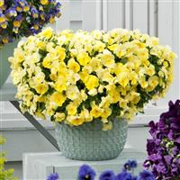 Cool Wave® Lemon Spreading Pansy Container