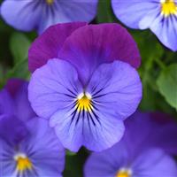 Cool Wave® Violet Blue Spreading Pansy Bloom