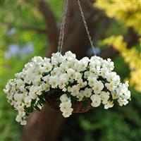 Cool Wave® White Spreading Pansy Basket