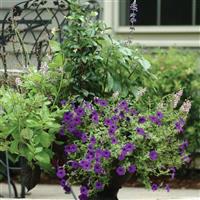 Easy Wave® Blue Spreading Petunia Commercial Landscape 1