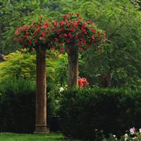 Easy Wave® Red Spreading Petunia Landscape