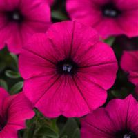 Shock Wave® Deep Purple Spreading Petunia Bloom