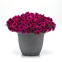 Shock Wave® Deep Purple Spreading Petunia Container