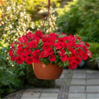 Shock Wave® Red Spreading Petunia Basket