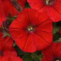 Shock Wave® Red Spreading Petunia Bloom