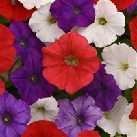 Shock Wave® Volt Mixture Spreading Petunia Bloom